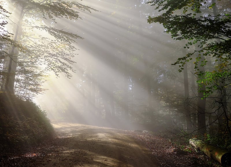 Black Forest, Germany